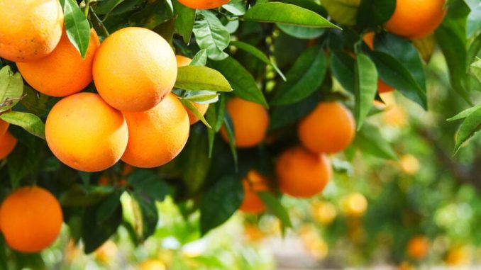 Binance Is Like a Grocery Store Selling Oranges and SEC Should Leave It Alone, Says Crypto Lobby Group