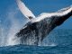 Tellor price surges as whales accumulate TRB
