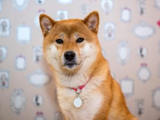 As Shiba Inu, Dogecoin stalls, is Shiba Memu the next big thing?