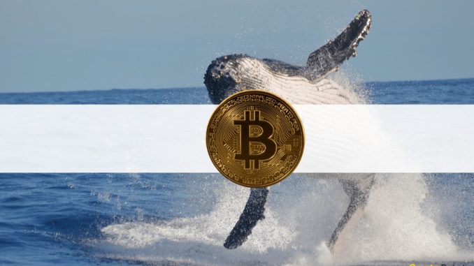 Here’s How Whales Prepared for Cryptocurrency Market Growth: CryptoQuant CEO