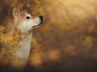 Shiba Inu, Pepe, Dogecoin Explode by Double Digits, Total Liquidations Up to $150M