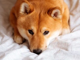 Shiba Inu, Dogecoin Retrace by Double Digits as Rally Cools Off, Liquidations Up to $900M