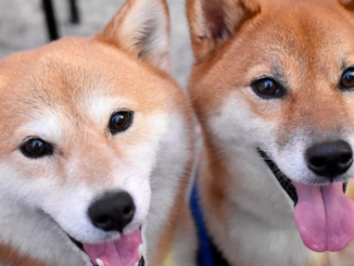 Dogecoin Price Climbs as Shiba Inu Spikes to 8-Month High